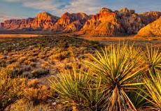 Las Vegas Desert