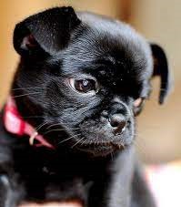 Pug-Chihuahua Mix