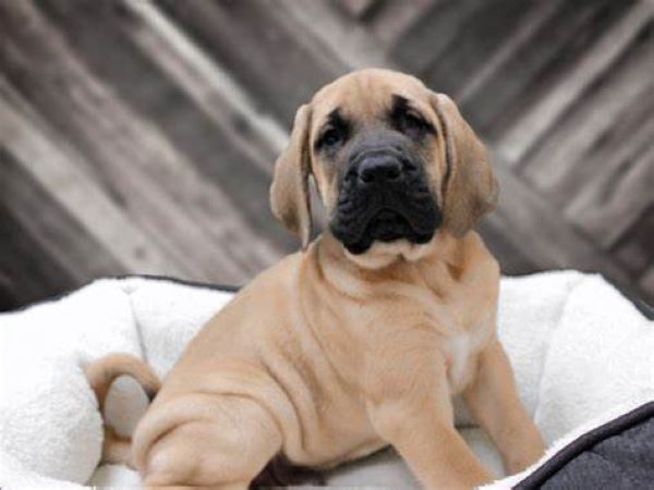Winter - Female - 8 weeks old