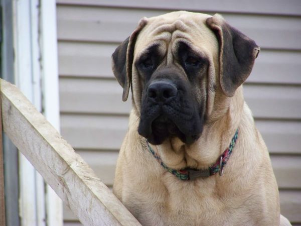Frank - Male - 5 years old
