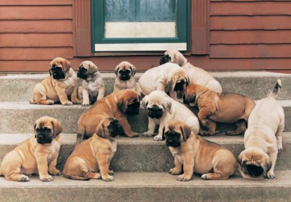 Fawn Mastiff Puppies Mastiff Puppies