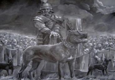 Molossus