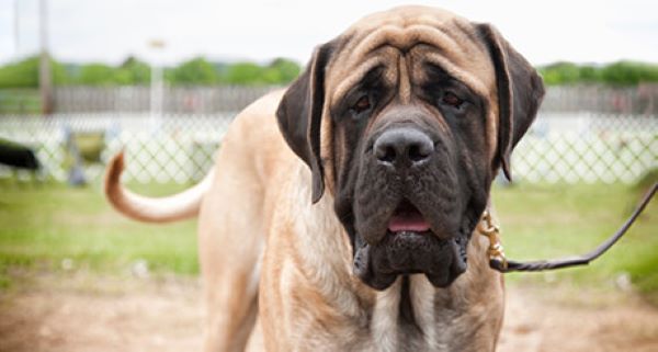 English Mastiff English Mastiff