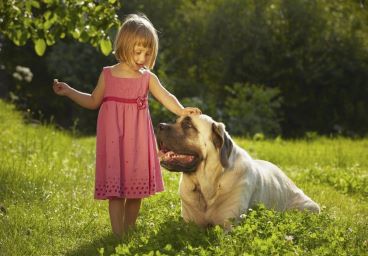 English Mastiff