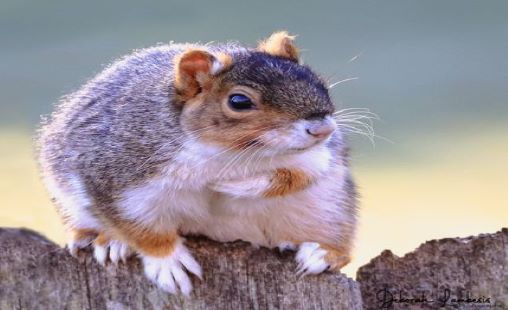 squirrel squirrel