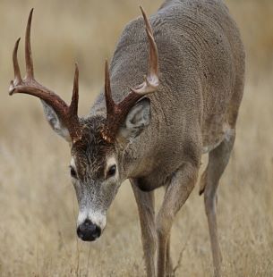 Michigan Deer