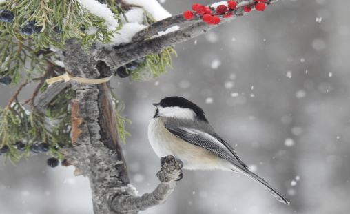 bird bird