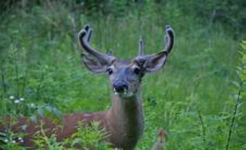 deer deer