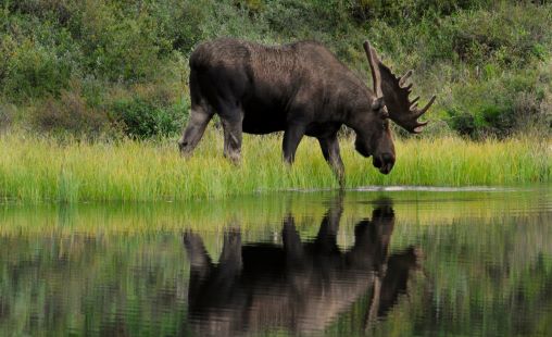 moose moose