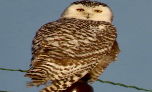 owl owl