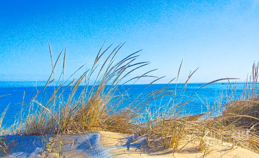 bach grass beach grass