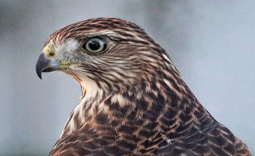 hawk hawk
