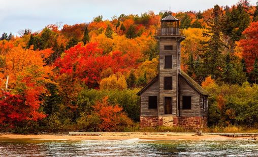 fall trees