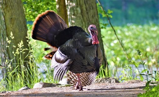 turkey