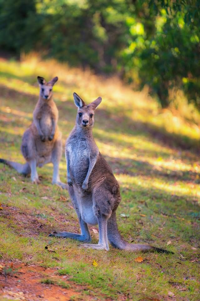 Kangaroo