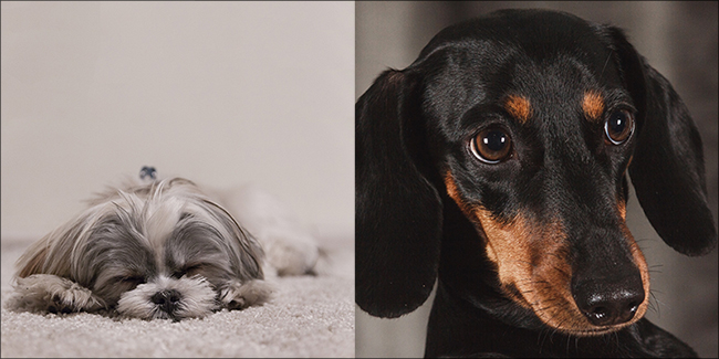 two dogs